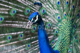 Naklejki Peacock, Retiro Park, Madrid (Spain)