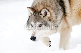 Naklejki Prowling wolf