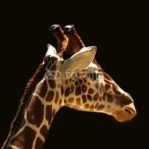 Fototapety giraffes