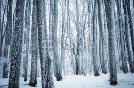 Obrazy i plakaty frozen trees in a cold forest in winter