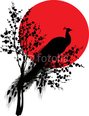 black peacock silhouette at red sun on white