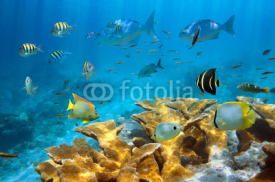 Naklejki Reef with fish and Elkhorn coral