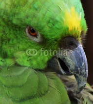 Fototapety Green Parrot
