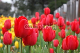 Naklejki tulip