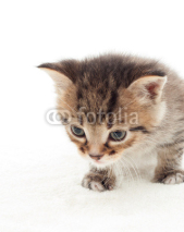 Naklejki little kitten on white background