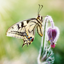 Naklejki Butterfly on a spring flower