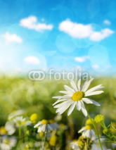 Daisy blooming in the meadow in sunny day. Spring season.