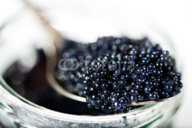 Naklejki Black caviar