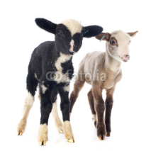 Naklejki young lambs