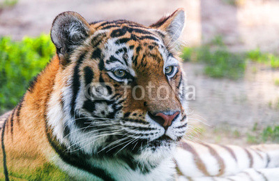 portrait predator tiger