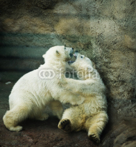 Naklejki  two little Polar Bear - Ursus Maritimus