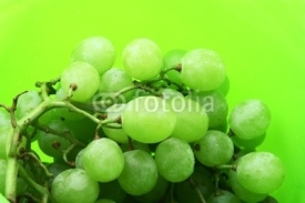 Obrazy i plakaty Image of bright green background with wet grape