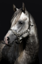 Obrazy i plakaty A head of a horse against a black background
