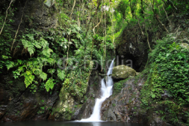 Naklejki Hidden rain forest waterfall with lush foliage and mossy rocks