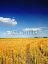Naklejki Wheat field against a blue sky