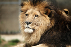 Naklejki Lion