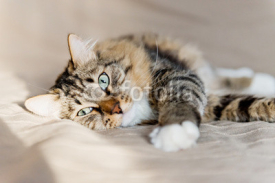 Fototapety Grey cat lying on bed