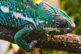 Fototapety Panther chameleon