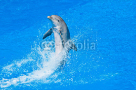 Fototapety dolphin