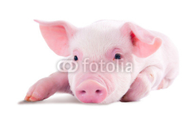 Naklejki Pink pig in lying on his stomach. Isolated on white background