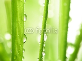 Fototapety Fresh Green grass as a background