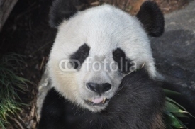 Fototapety Giant Panda Eating