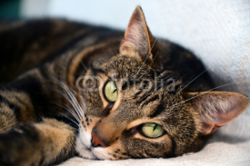 Fototapety Egyptian Mau cat