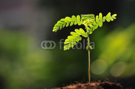 Fototapety Young plant new life