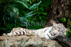 Obrazy i plakaty White Tiger