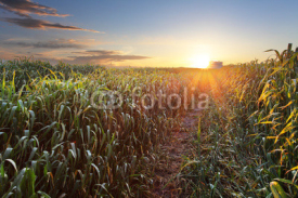 Naklejki Green wheat field