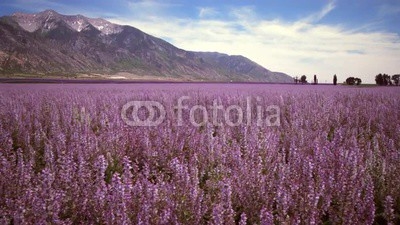 Panning shot of lavender field and mountains