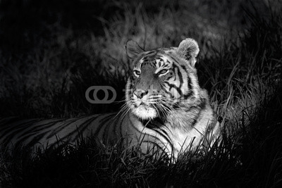 Monochrome image of a bengal tiger