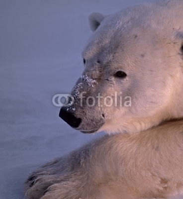 Polar bear head shot