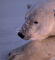 Naklejki Polar bear head shot