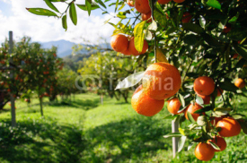 Fototapety Orange tree