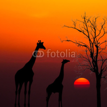 Obrazy i plakaty silhouettes of Giraffes and dead tree against sunset background