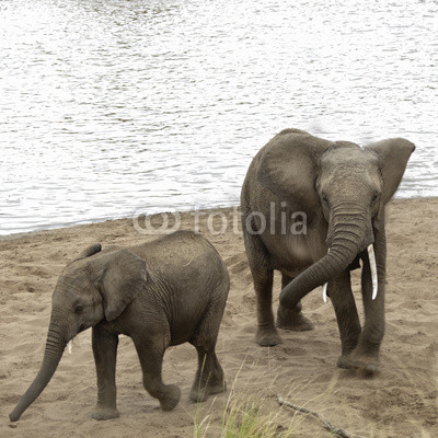 African Bush Elephants take a sand bath on the beach of Mara Riv