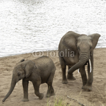 Naklejki African Bush Elephants take a sand bath on the beach of Mara Riv