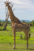 Naklejki Giraffe in Africa, Zambia
