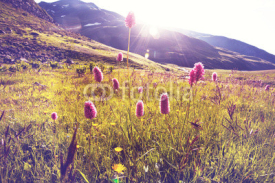 Naklejki Mountains meadow