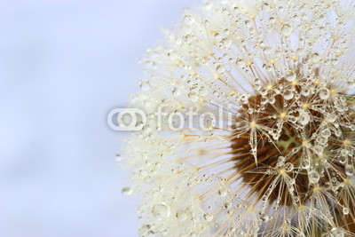Dandelion seeds covered water drops