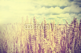 Naklejki Vintage wheat field background.