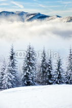 Naklejki Beautiful winter landscape with snow covered trees