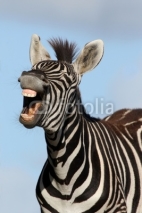 Fototapety Laughing Zebra