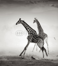 Obrazy i plakaty Giraffes fleeing