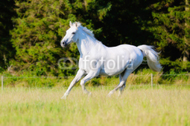 Naklejki White horse