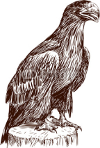 Fototapety eagle chick