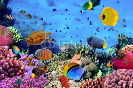 Obrazy i plakaty Photo of a coral colony