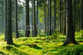 Fototapety Unberührter naturnaher Fichtenwald im warmen Licht der Morgensonne