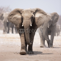 Naklejki Elephant herd